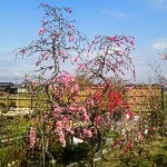 岡山の植木販売、花桃咲きました
