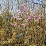 岡山の植木販売、ミツバツツジ咲きました