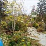 岡山の植木販売、ソフラ サンキング咲きました