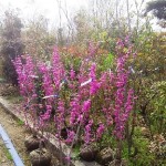 岡山の植木販売、ハナズオウ、咲きました