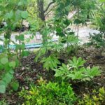 岡山の植木販売、ふいりヤツデ 入荷しました