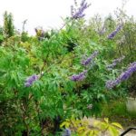 岡山の植木販売、西洋ニンジン木咲きました