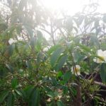 岡山の植木販売、ゴードニア台湾椿の花が咲きました