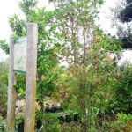 岡山の植木販売、アメリカツリバナの実がつきました