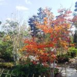 岡山の植木販売、コハウチワカエデが紅葉しました