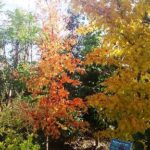 岡山の植木販売、珊瑚モミジが紅葉しました