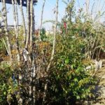 岡山の植木販売、常緑エゴノキ