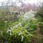 岡山の植木販売、ユキヤナギ咲きました