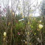 岡山の植木販売、黄色モクレン咲きました