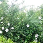 岡山の植木販売、ムクゲ咲きました