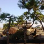 岡山の植木販売、赤松入荷しました