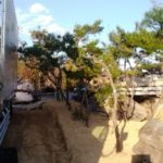 岡山の植木販売、赤松入荷しました