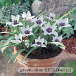 humilus_Alba_Coerulea_Oculata