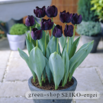 paul-scherer-visi56047