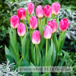 tulip-Pinkwhite