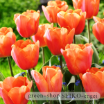 tulip-orange