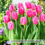 tulip-pink