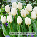 tulip-white